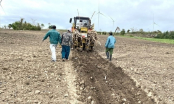 Recover position for sugarcane: Each household growing hundreds of hectares of sugarcane is still healthy